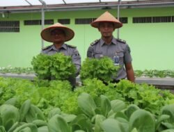 Panen Sayur Selada dan Pakcoy, Wujud Nyata Lapas Pekanbaru Terus Produktif dan Konsisten Dukung Program Ketahanan Pangan
