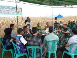 Inovasi Mikroba Danpuslatpur Kodiklatad Brigjen Dany Rakca sukseskan Panen Raya Jagung Bikin Petani Tercengang