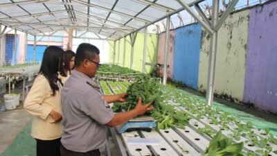 Lapas Kelas IIA Pekanbaru Panen Sayur Kale Dan Pakcoy, Produktif Dan Konsisten Dukung Program Ketahanan Pangan
