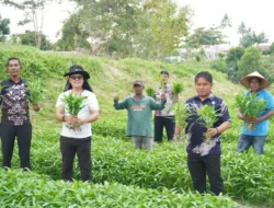 Panen Kangkung, Buah Manis Dari Pembinaan di Rutan Pekanbaru