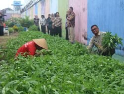 Panen Sayur Kangkung dan Kacang Panjang, Bukti Nyata Lapas Pekanbaru Terus Produktif dan Konsisten Dukung Program Ketahanan Pangan