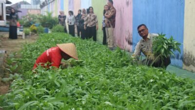 Panen Sayur Kangkung dan Kacang Panjang, Bukti Nyata Lapas Pekanbaru Terus Produktif dan Konsisten Dukung Program Ketahanan Pangan