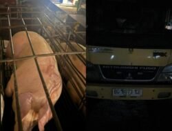 Hewan Ternak Babi Ilegal Menghantui Masyarakat Palembang, diduga Terjangkit Penyakit Menular