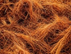 Optimalisasi Biomassa dari Limbah Serabut Industri Kelapa Sawit: Penerapan Metode Pembakaran sebagai Sumber Energi Terbarukan