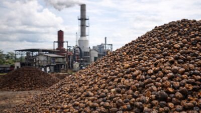 Energi dari Sisa Panen, PLTBm Buka Peluang Ekonomi dan Kurangi Emisi