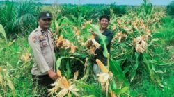 Polsek Tambusai Dampingi Petani PT. PSA, Dukung Swasembada Pangan Asta Cita Presiden Prabowo