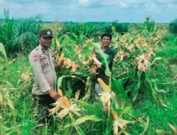 Polsek Tambusai Dampingi Petani PT. PSA, Dukung Swasembada Pangan Asta Cita Presiden Prabowo