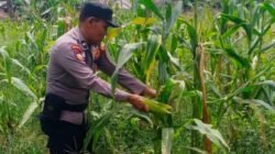 Polsek Batu Hampar Cek Tanaman Jagung Kwartal I, Dukung Ketahanan Pangan Asta Cita Presiden
