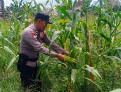 Polsek Batu Hampar Cek Tanaman Jagung Kwartal I, Dukung Ketahanan Pangan Asta Cita Presiden