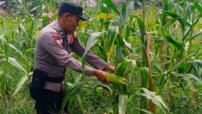 Polsek Batu Hampar Cek Tanaman Jagung Kwartal I, Dukung Ketahanan Pangan Asta Cita Presiden