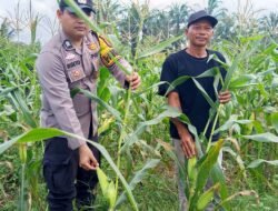 Polsek Tambusai Cinta Petani, Dampingi Petani Jagung Dukung Swasembada Pangan Nasional