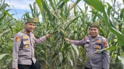 Kapolsek Batu Hampar IPTU Romi Yendri Cek Tanaman Jagung Kwartal I, Dukung Program Ketahanan Pangan Nasional