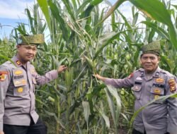 Kapolsek Batu Hampar IPTU Romi Yendri Cek Tanaman Jagung Kwartal I, Dukung Program Ketahanan Pangan Nasional