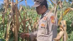 Bentuk Komitmen Mendukung Ketahanan Pangan Nasional, Polsek Batu Hampar Cek Tanaman Jagung Kwartal I di PT Sindora Seraya