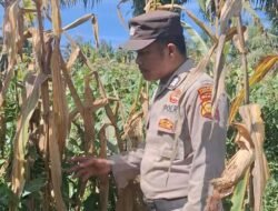 Bentuk Komitmen Mendukung Ketahanan Pangan Nasional, Polsek Batu Hampar Cek Tanaman Jagung Kwartal I di PT Sindora Seraya