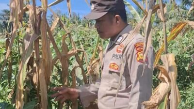 Bentuk Komitmen Mendukung Ketahanan Pangan Nasional, Polsek Batu Hampar Cek Tanaman Jagung Kwartal I di PT Sindora Seraya