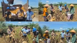 Wujudkan Ketahanan Pangan Kelompok Tani PT. PSA Dan Polsek Tambusai Lakukan Panen Jagung