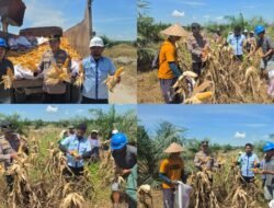 Wujudkan Ketahanan Pangan Kelompok Tani PT. PSA Dan Polsek Tambusai Lakukan Panen Jagung
