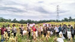Polsek Batu Hampar dan Bumkep Sialang Bersama Panen Raya Jagung Dukung Program Asta Cita Presiden