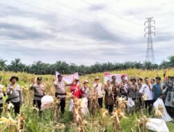 Polsek Batu Hampar dan Bumkep Sialang Bersama Panen Raya Jagung Dukung Program Asta Cita Presiden