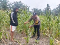 Polsek Batu Hampar Cek Perkembangan Jagung di Desa Kepenghuluan Sungai Sialang Hulu Bentuk Komitmen Dukung Program Ketahanan Pangan Nasional