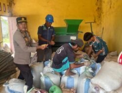 Polsek Tambusai Dampingi Pemipilan Jagung PT. PSA, Wujud Dukungan Polri terhadap Ketahanan Pangan