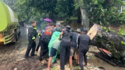 Respon Cepat Polsek Kampar: Pohon Tumbang Akibat Angin Kencang di Km 54 Langsung Dibereskan, Jalan Kembali Normal