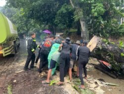 Respon Cepat Polsek Kampar: Pohon Tumbang Akibat Angin Kencang di Km 54 Langsung Dibereskan, Jalan Kembali Normal